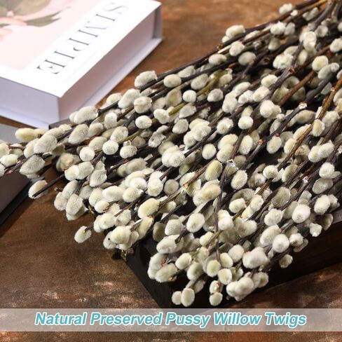 فروع الصفصاف المجففة المحفوظة الطبيعية للمزهريات، 20 ينبع الصفصاف الهرة الحقيقية، 17 "صفصاف الهرة الثلجية، الزهور المجففة للديكور الداخلي والخارجي، منزل الزفاف DIY الزهور الفن النباتات الموقد in Kuwait