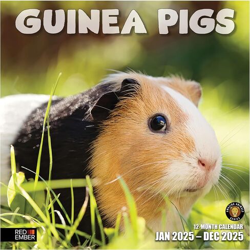 RED EMBER Guinea Pigs 2025 Hangable Monthly Wall Calendar | 12" x 24" Open | Thick & Sturdy Paper | Giftable | Kids Animals in Saudi Arabia