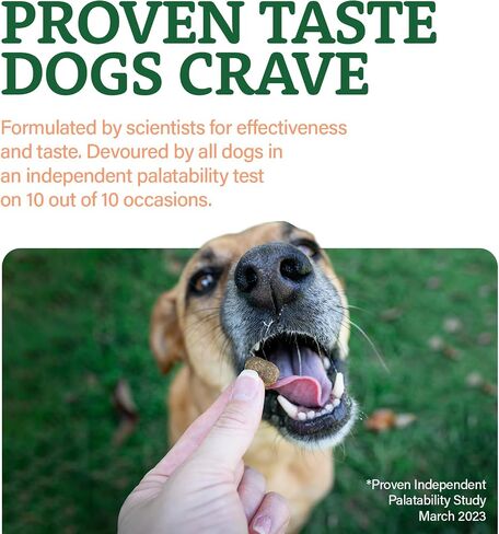 Doggie Dailies Probiotic Soft Chews for Dogs, Pumpkin, 225 Count in Kuwait
