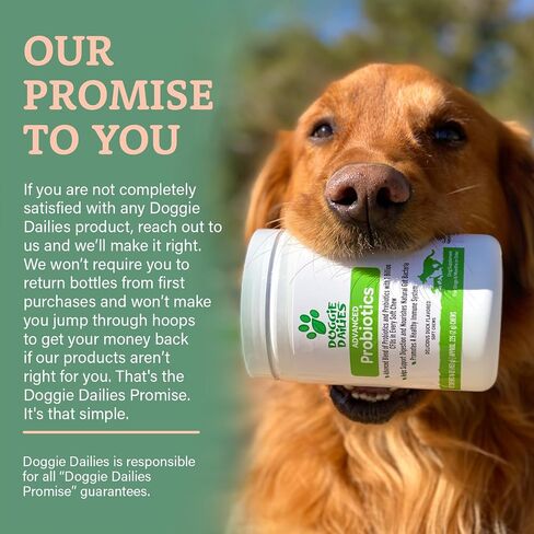 Doggie Dailies Probiotic Soft Chews for Dogs, Pumpkin, 225 Count in Kuwait