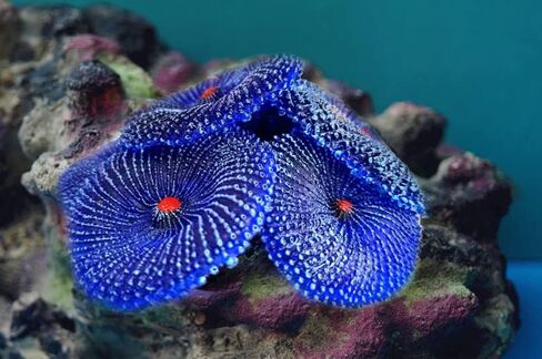 Artificial Coral, Faux Coral Ornaments, Coral Aquarium Decorations for Fish Tank Aquarium, Fish Cave Hideout Decoration Landscape (Blue Coral) in Kuwait