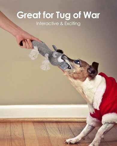 ألعاب الهالوين للكلاب، ألعاب الكلاب المضحكة التي تصدر صوت صرير، ألعاب الكلاب المحشوة من القطيفة للكلاب الصغيرة والمتوسطة الكبيرة، ألعاب مضغ الجرو للتسنين، ألعاب حبل الكلاب، ألعاب الكلاب من أجل الملل، مسلية - الخفافيش in Kuwait