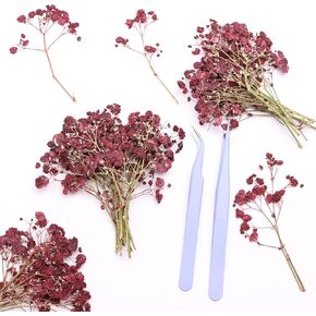 70 قطعة برتقالية من الزهور المضغوطة على شكل أنفاس الأطفال الصغار من أجل فن الراتنج / ديكور بطاقة الدعوات/مجوهرات مرجعية مصنوعة يدويًا، زهور نفس الطفل المضغوطة الحقيقية مع ملاقط. in Kuwait