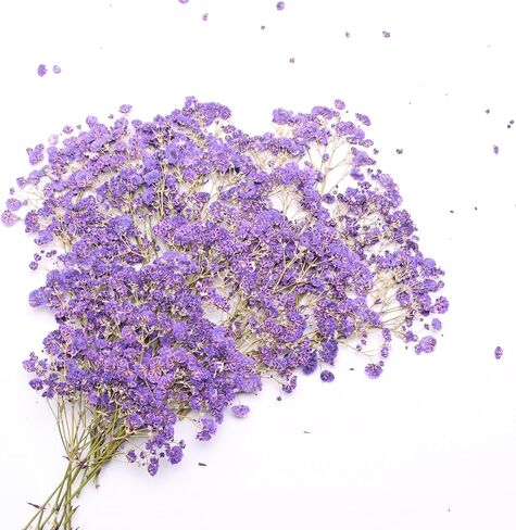 Orange 70 Pcs Mini Babies Breath Pressed Flower for Resin Art / Invitations Card Decor/Bookmark Jewelry DIY Craft, Real Dried Pressed Baby Breath Flowers Bulk with 2 Tweezers. in Saudi Arabia