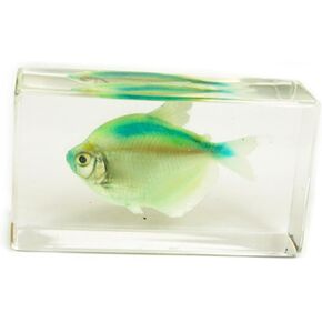 Green Skirt Tetra Fish Paperweight (2.9x1.6x1")