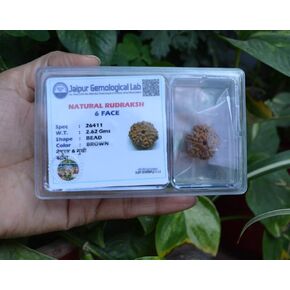 Nepali Rudraksha (Elaeocarpus ganitrus) Rudraksha Seeds Loose Beads Original & Lab Certified - Chakra Healing Spiritual and Healing Product - Almighty Genuine Rudraksha Guaranty (6 mukhi Rudraksha)
