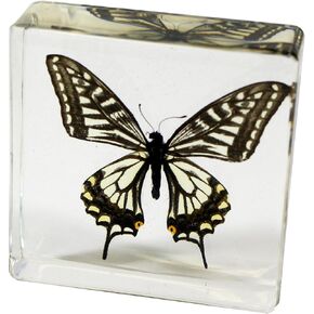 REALBUG Asian Swallowtail Butterfly Paperweight(3x3x1)
