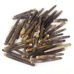 50PC Sea Urchin Spines,Tiger Sea Urchin Spines for Home Decor DIY Shellcraft