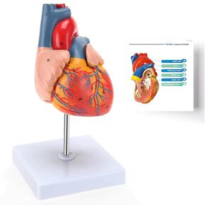 Human Heart Model, Heart Model, 2-Part Life Size Anatomically Accurate Numbered Heart Medical Model, Held Together with Magnets on Base