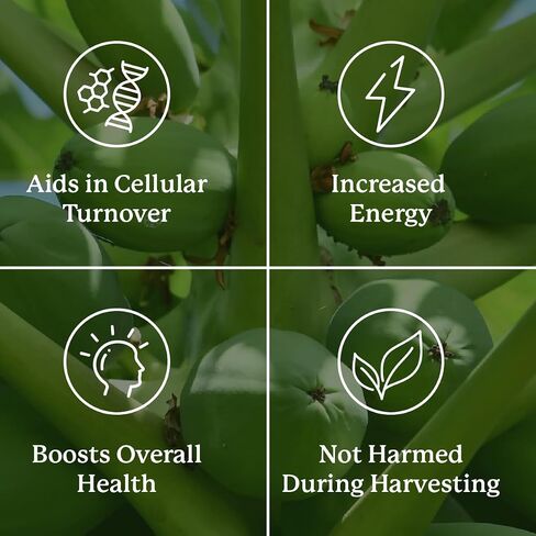 Nature's Sunshine Paw Cell-Reg، 180 كبسولة | يحتوي على أكثر من 50 أسيتوجينين لتعديل إنتاج ATP وإمدادات الدم in Saudi Arabia