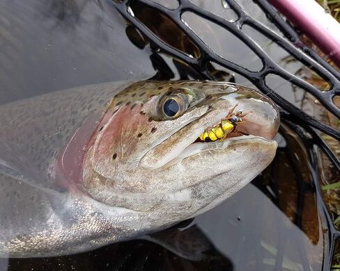 مجموعة YZD Fly Fishing Flies مجموعة ذباب سمك السلمون المرقط الواقعي الفاخر، تشكيلة الذباب الجاف، مجموعة طُعم صيد الأسماك... in Kuwait
