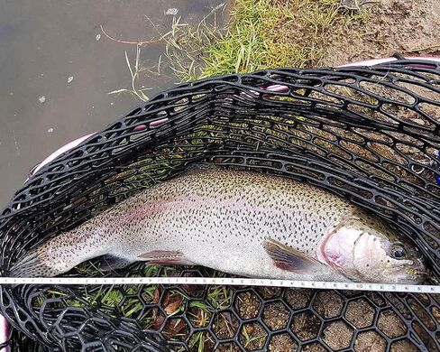 مجموعة YZD Fly Fishing Flies مجموعة ذباب سمك السلمون المرقط الواقعي الفاخر، تشكيلة الذباب الجاف، مجموعة طُعم صيد الأسماك... in Kuwait
