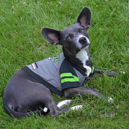 Pets First Pittsburgh Steelers Hoodie T-Shirt, Small in Saudi Arabia