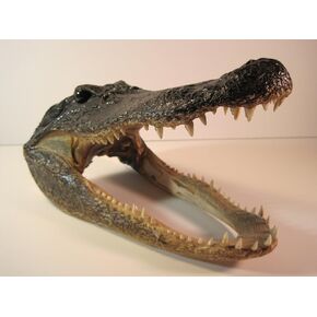 Preserved Alligator Head 7-9"