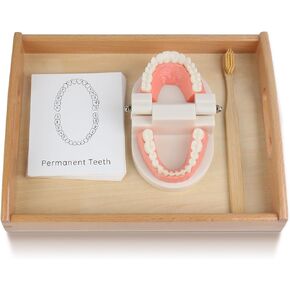 MEROCO Montessori Practical Life Brushing Teeth Model and Cards Montessori Homeschool Learning Preschool Toys for Toddlers