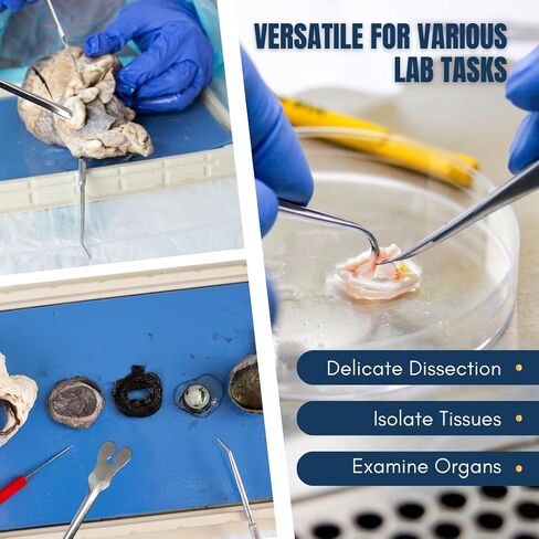 Mall Probe and Seeker Dissecting Instrument Angular Semi-Blunt Tip Made of Stainless Steel for Lab Dissections Multipurpose Laboratory Supplies Used by Student and Professionals (1 Pcs) in Saudi Arabia