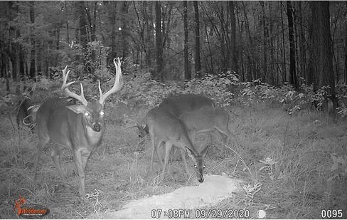 Wildgame Innovations Pile Drive'R Deer جاذبة | مكمل غذائي كثيف برائحة الغزلان عالي الحجم وطويل الأمد لتتبع الألعاب والصيد in Kuwait