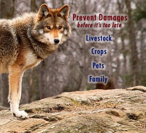 PredatorPee 100% Wolf Urine - Territorial Marking Scent - Creates Illusion That Wolf is Nearby in Saudi Arabia