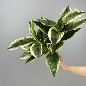 2 Packs Variegated Hosta Artificial Plant 17.7" Faux Green Dieffenbachia Plant Greenery Aesthetic House Plants for Home Indoor Bathroom Table Shelf Desk Office Decor