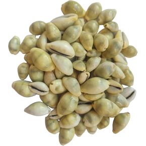 Yellow Cowrie for Puja Cowrie Shells 30pcs Peli Kaudi Yellow Kaudi Sea Shells Money Cowrie Laxmi Puja Samgari Pooja Samagri Cowrie Sea Shells Lakshmi Conch Shells