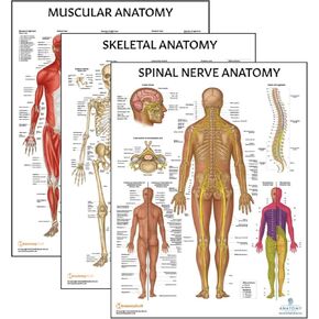 Anatomy Lab 3 PACK Muscular, Skeletal, and Spinal Nerves Human Anatomy Poster Set, LAMINATED, Anatomy and Physiology Posters, 17.3 x 22.5 Inches, Muscles Diagram, Skeletal System, Made