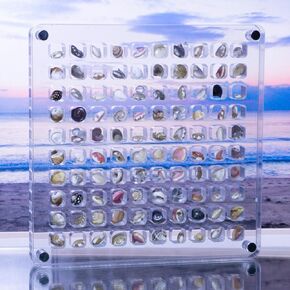 Acrylic Seashell Display Case, - 100 Grids Magnetic Seashell Display Box, Transparent Seashell Storage, Magnetic Clear Box for Organizing Seashells and Trinkets.