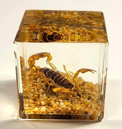 40mm Real Golden Scorpion on Stones in Crystal Clear Lucite Resin Diorama Paperweight Specimen Preserved Insect Taxidermy Collection for Biology Science Education & Desk Ornament Display Supplies in Saudi Arabia