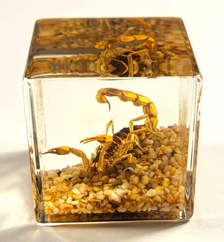 40mm Real Golden Scorpion on Stones in Crystal Clear Lucite Resin Diorama Paperweight Specimen Preserved Insect Taxidermy Collection for Biology Science Education & Desk Ornament Display Supplies in Saudi Arabia