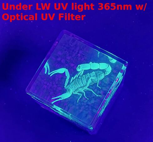 40mm Real Golden Scorpion on Stones in Crystal Clear Lucite Resin Diorama Paperweight Specimen Preserved Insect Taxidermy Collection for Biology Science Education & Desk Ornament Display Supplies in Saudi Arabia