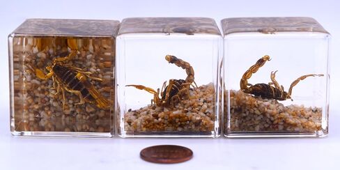 40mm Real Golden Scorpion on Stones in Crystal Clear Lucite Resin Diorama Paperweight Specimen Preserved Insect Taxidermy Collection for Biology Science Education & Desk Ornament Display Supplies in Saudi Arabia