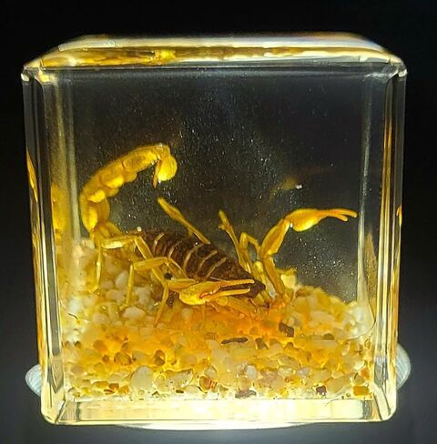 40mm Real Golden Scorpion on Stones in Crystal Clear Lucite Resin Diorama Paperweight Specimen Preserved Insect Taxidermy Collection for Biology Science Education & Desk Ornament Display Supplies in Saudi Arabia
