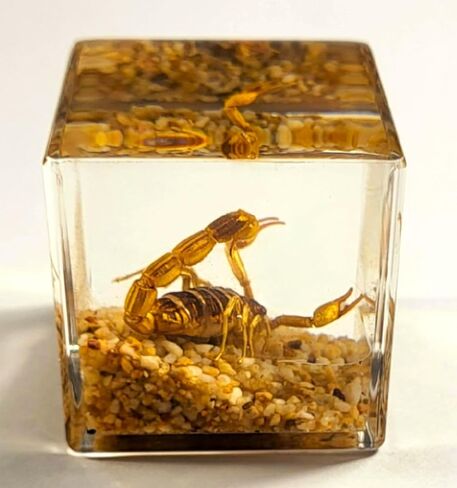 40mm Real Golden Scorpion on Stones in Crystal Clear Lucite Resin Diorama Paperweight Specimen Preserved Insect Taxidermy Collection for Biology Science Education & Desk Ornament Display Supplies in Saudi Arabia