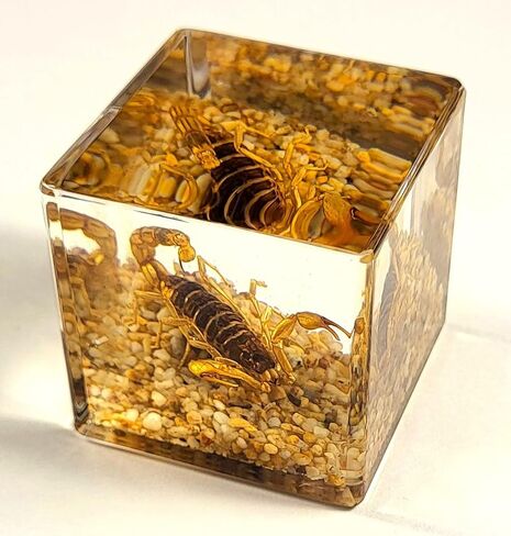 40mm Real Golden Scorpion on Stones in Crystal Clear Lucite Resin Diorama Paperweight Specimen Preserved Insect Taxidermy Collection for Biology Science Education & Desk Ornament Display Supplies in Saudi Arabia