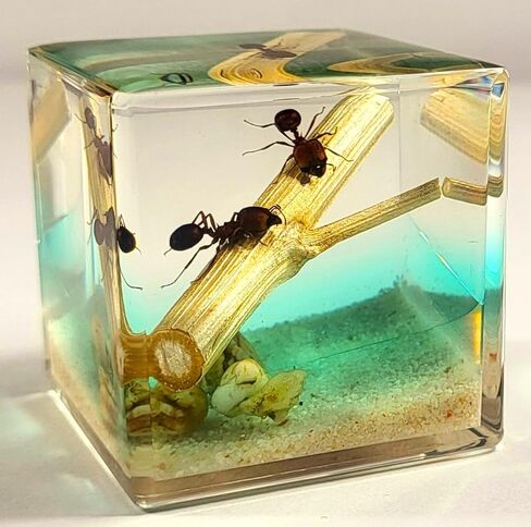 40mm Real Golden Scorpion on Stones in Crystal Clear Lucite Resin Diorama Paperweight Specimen Preserved Insect Taxidermy Collection for Biology Science Education & Desk Ornament Display Supplies in Saudi Arabia