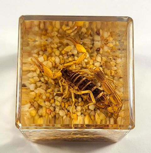 40mm Real Golden Scorpion on Stones in Crystal Clear Lucite Resin Diorama Paperweight Specimen Preserved Insect Taxidermy Collection for Biology Science Education & Desk Ornament Display Supplies in Saudi Arabia