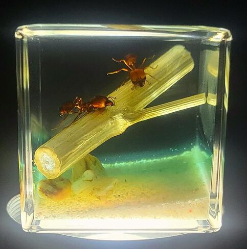 40mm Real Golden Scorpion on Stones in Crystal Clear Lucite Resin Diorama Paperweight Specimen Preserved Insect Taxidermy Collection for Biology Science Education & Desk Ornament Display Supplies in Saudi Arabia