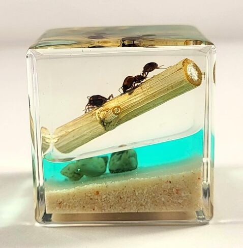 40mm Real Golden Scorpion on Stones in Crystal Clear Lucite Resin Diorama Paperweight Specimen Preserved Insect Taxidermy Collection for Biology Science Education & Desk Ornament Display Supplies in Saudi Arabia