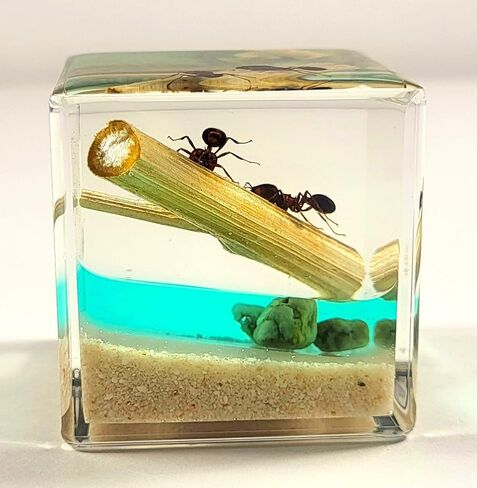 40mm Real Golden Scorpion on Stones in Crystal Clear Lucite Resin Diorama Paperweight Specimen Preserved Insect Taxidermy Collection for Biology Science Education & Desk Ornament Display Supplies in Saudi Arabia
