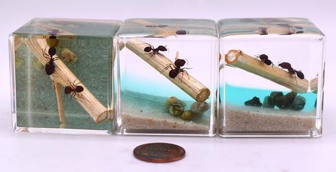 40mm Real Golden Scorpion on Stones in Crystal Clear Lucite Resin Diorama Paperweight Specimen Preserved Insect Taxidermy Collection for Biology Science Education & Desk Ornament Display Supplies in Saudi Arabia