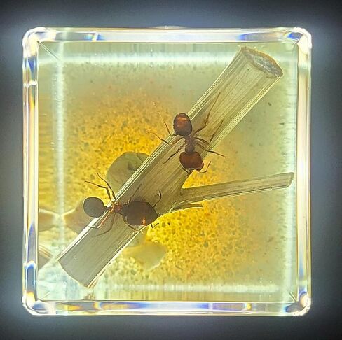 40mm Real Golden Scorpion on Stones in Crystal Clear Lucite Resin Diorama Paperweight Specimen Preserved Insect Taxidermy Collection for Biology Science Education & Desk Ornament Display Supplies in Saudi Arabia