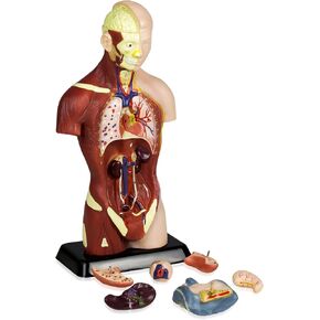 Vision Scientific VAT105 Sexless Human Torso | 7 Removable Parts | Displays Respiratory, Circulatory, Digestive, Nervous, Urinary System, and Musculature | Instruction Manual Included