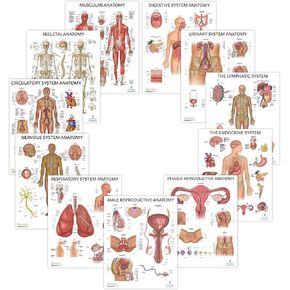 11 PACK Human Body Systems Anatomy Poster Set, LAMINATED, Anatomy and Physiology, 17.3 x 22.5 Inches, Body System Diagram, Anatomical Charts for Education Learning and Students