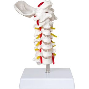 SFXYJ Cervical Spine Model Human Anatomy, Life Size Cervical Vertebral Spine Model with Cervical Vertebrae Cervical Nerves Vertebral and Occipital Plate for Science Classroom Study Display Teaching Medical Model