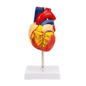 Human Heart Model Anatomy: QREBYQ 2-Part Life Size Anatomical Heart with Accurate Numbered Structures for Science Education, Held Together with Magnets