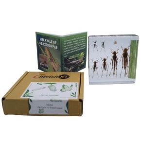 Taxidermy Grasshopper,Life Cycle of Real Grasshopper Specimen Animal Specimens in Resin for Science Classroom Science Education