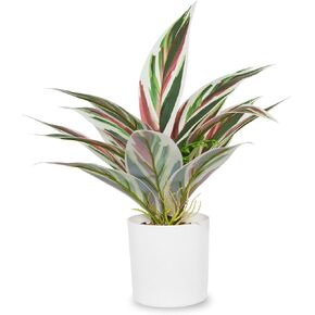 Artificial Fake Snake Plant Potted Tropical Faux Sansevieria Trifasciata Plants in White Plastic Pots Perfect for Indoor Home Decor Modern Living Room Office Housewarming Gift 103