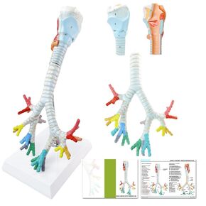 Larynx Trachea and Bronchi Model, 3 Part Life Size Human Respiratory System Anatomical Model Larynx Trachea and Bronchial Tree Model for Medical Teaching Study with Stand Poster