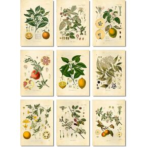 Vintage Botanical Prints | Fruit Wall Art by Ink Inc. | Kitchen Decor | Lemon Apple Orange Pomegranate Cherry Elderberry Raspberry Quince Colocynth | Set of 9 5x7 Unframed
