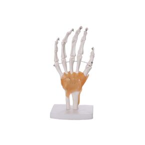 Human Hand Joint Model with Ligaments, Flexible 1:1 Scientific Human Size, Prosthetic Hand for Teaching with Light Display Base, Suitable for Hospital Education