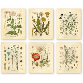 Ink Inc Botanical Prints Wildflower Prints Floral Wall Art - Set of 6 - 8x10 - Unframed